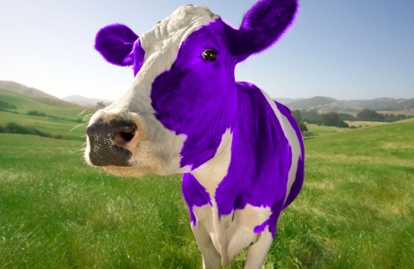 How to turn your marketing into a purple cow